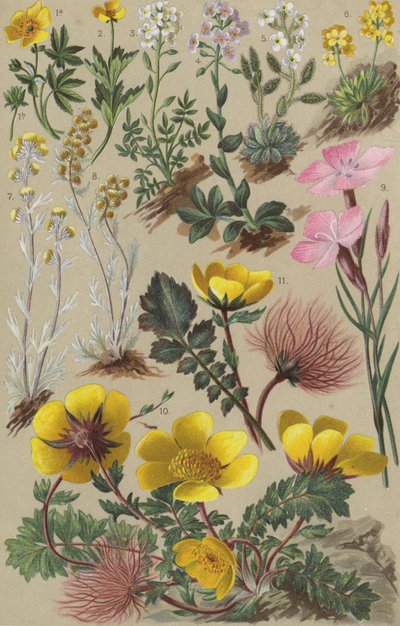 Alpine flora by European School